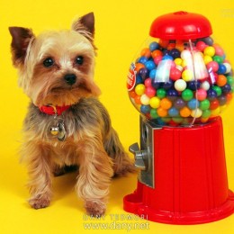 Dog with Candy Dispenser Photo