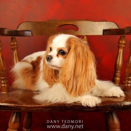 Dog on Antique Chair Prop