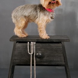 Dog Standing on Chair Prop