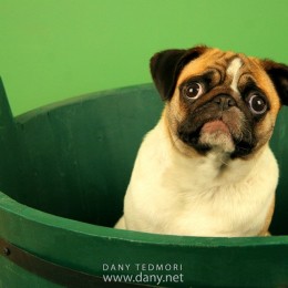 Pug in Green Bucket Prop