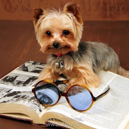 Nerdy Dog Reading Book Prop