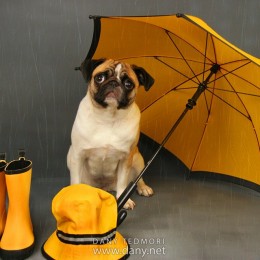Pug Under the Rain with Umbrella Photo